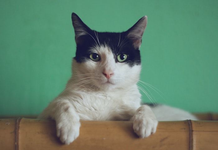 Gato siendo atendido